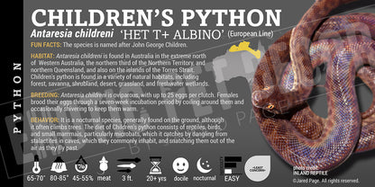 Antaresia childreni 'Children's Python