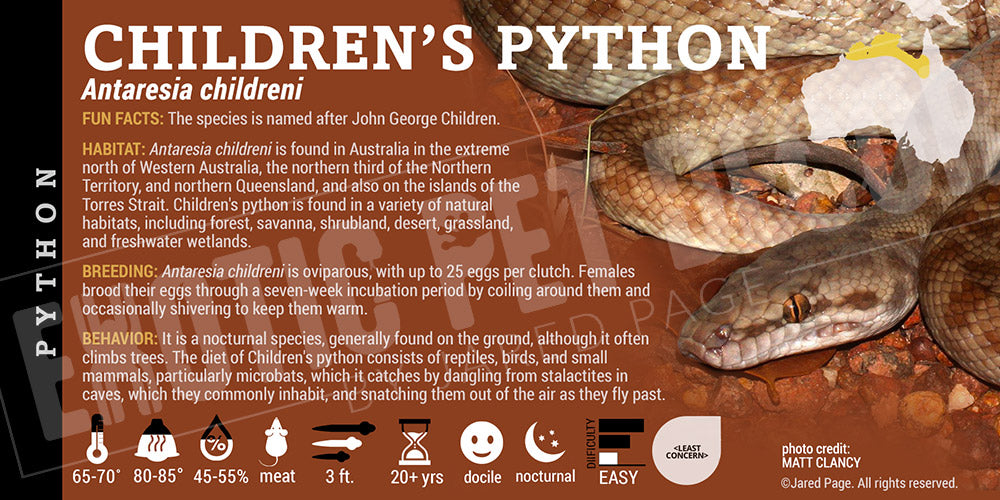 Antaresia childreni 'Children's Python