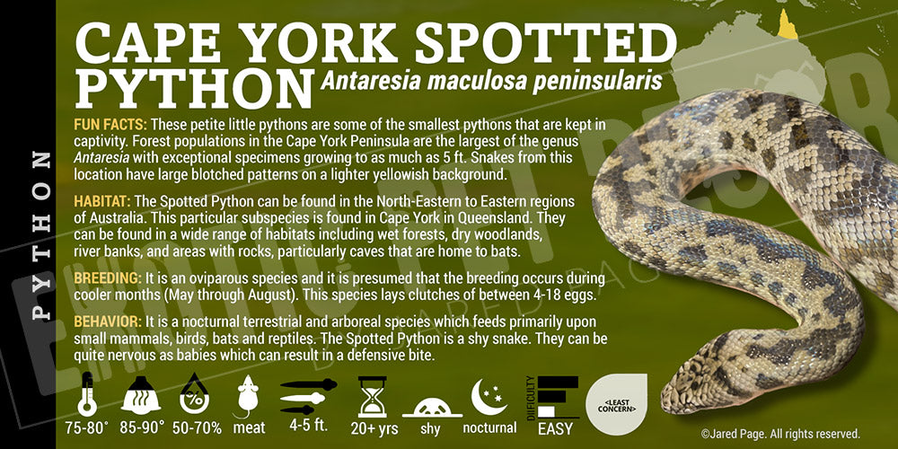 Peninsula Spotted Python Antaresia maculosa peninsularis 'Cape York Spotted' Python Cards and ...