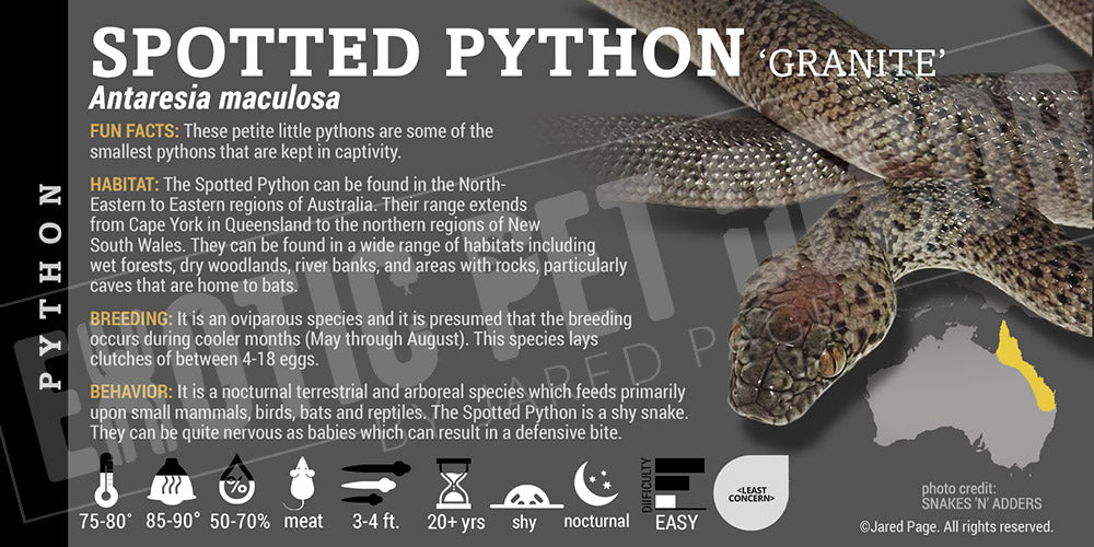 Common Spotted Python Antaresia maculosa 'Spotted' Python Cards and Enclosure Labels – Exotic ...