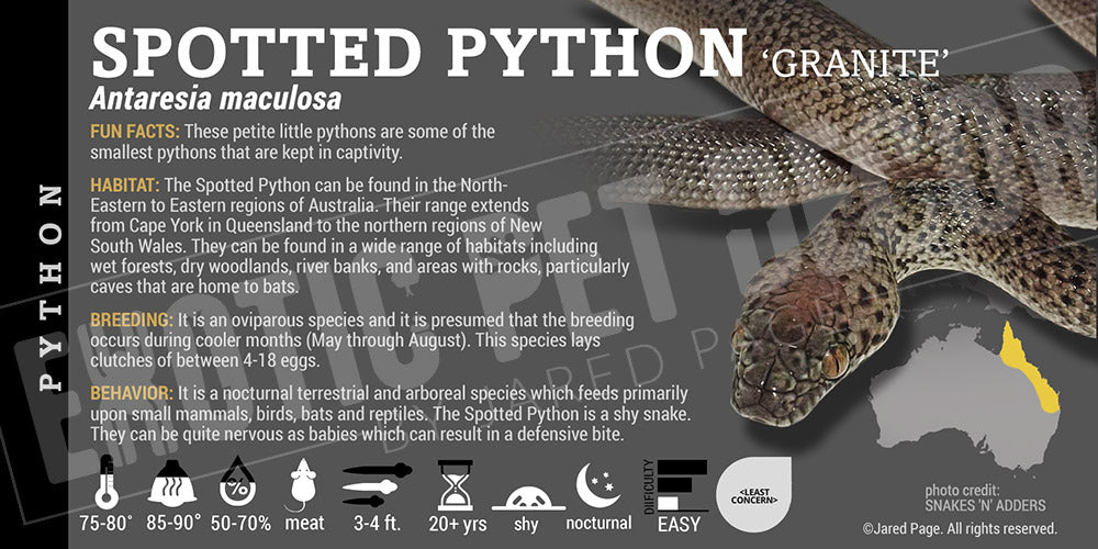 Antaresia maculosa 'Spotted' Python