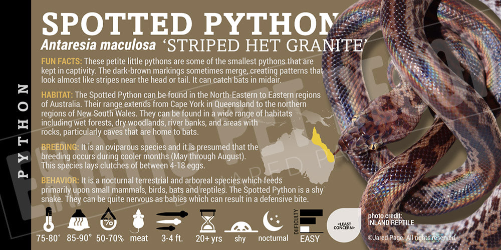 Antaresia maculosa 'Spotted' Python