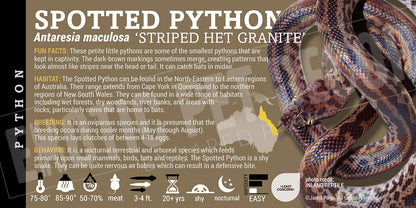 Antaresia maculosa 'Spotted' Python