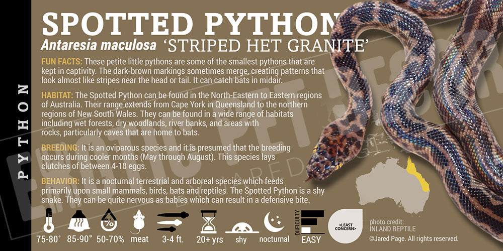 Antaresia maculosa 'Spotted' Python