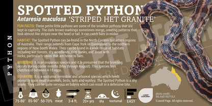Antaresia maculosa 'Spotted' Python