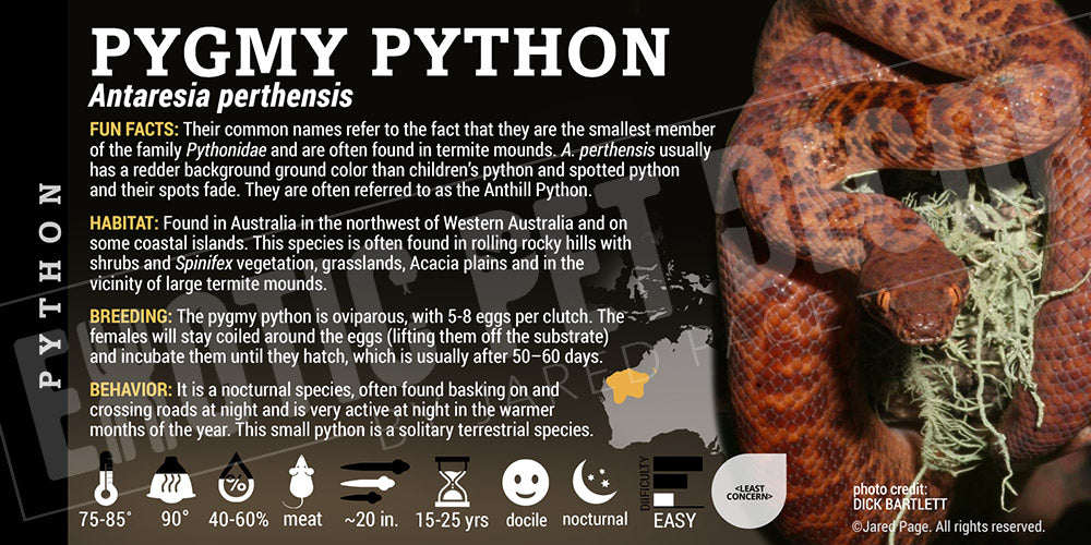 Antaresia perthensis 'Pygmy' Python Cards and Enclosure Labels – Exotic ...