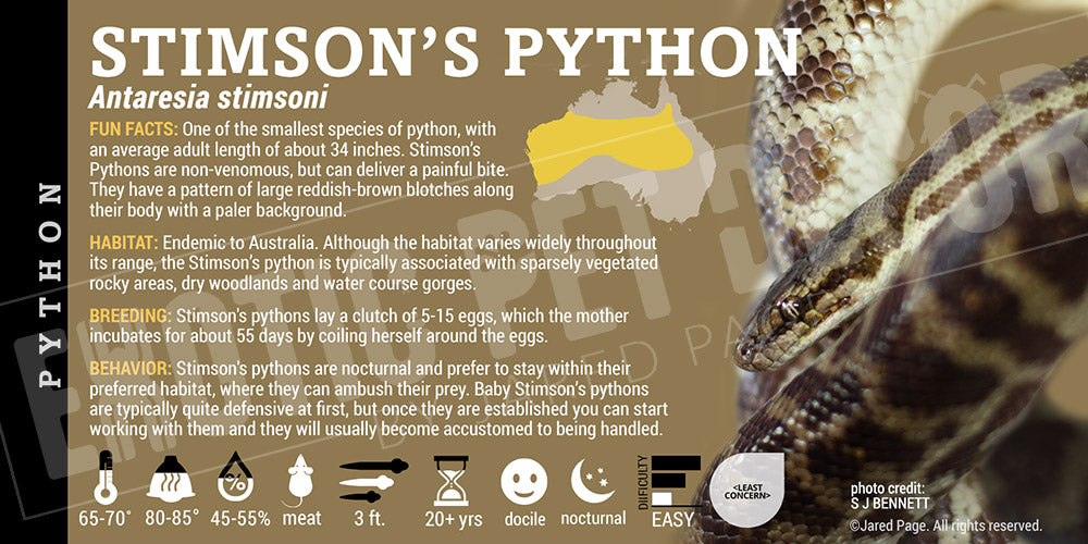 Antaresia stimsoni 'Stimson's' Python Cards and Enclosure Labels ...