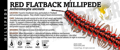 Antheromorpha uncinata 'Red-Flatback' Millipede label