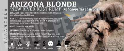 Aphonopelma chalcodes 'Arizona Blonde' Tarantula