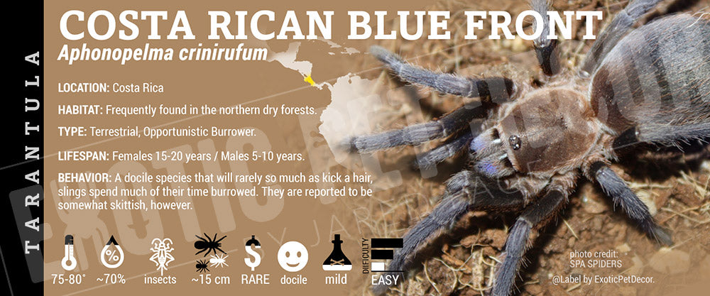 Aphonopelma crinirufum 'Costa Rican Blue Front' Tarantula label