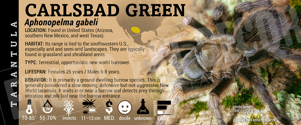 Aphonopelma gabeli 'Chiricahuan Gray' Tarantula label
