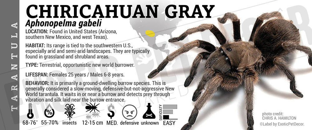 Aphonopelma gabeli 'Chiricahuan Gray' Tarantula label