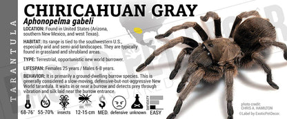 Aphonopelma gabeli 'Chiricahuan Gray' Tarantula label