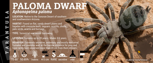Aphonopelma paloma 'Paloma Dwarf' Tarantula label