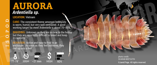 Ardentiella sp. (ex. Merulanella) 'Aurora' isopod label