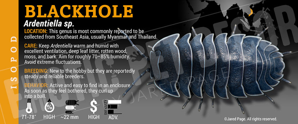 Ardentiella sp. 'Blackhole' isopod label