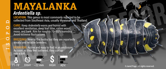 Ardentiella sp. 'Mayalanka' isopod label