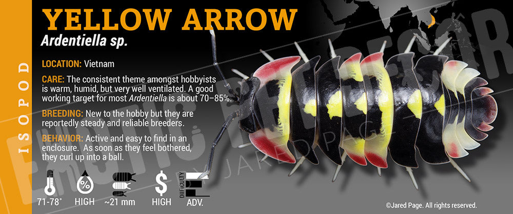 Ardentiella sp. (ex. Merulanella) 'Yellow Arrow' isopod label