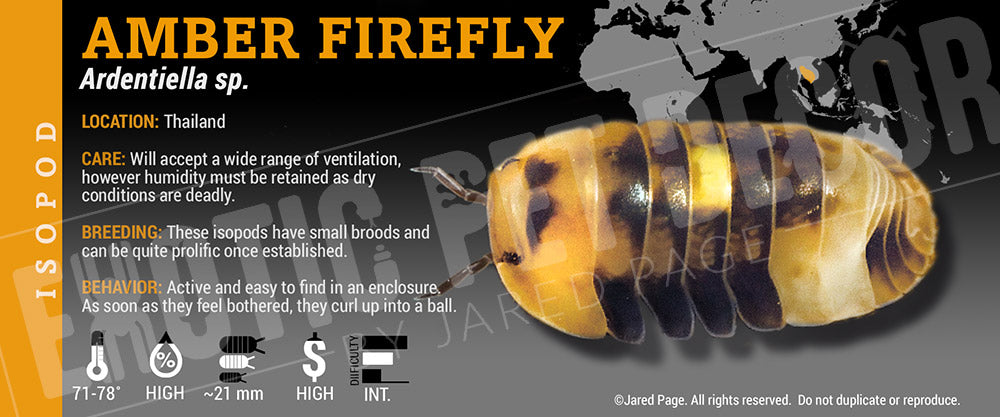 Ardentiella sp. (ex. Merulanella) 'Amber Firefly' isopod label