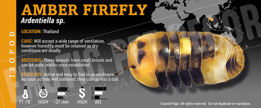Ardentiella sp. (ex. Merulanella) 'Amber Firefly' isopod label
