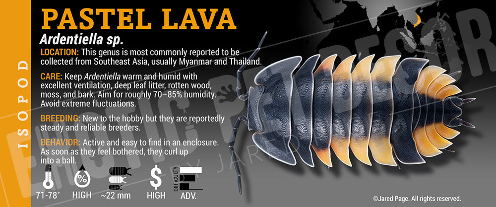Ardentiella sp. 'Pastel Lava' isopod label