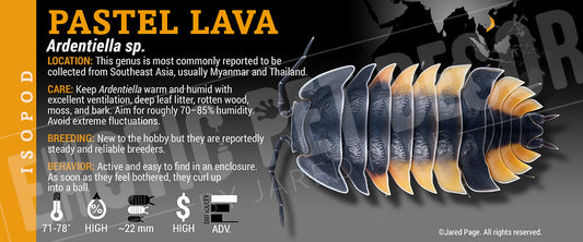 Ardentiella sp. 'Pastel Lava' isopod label