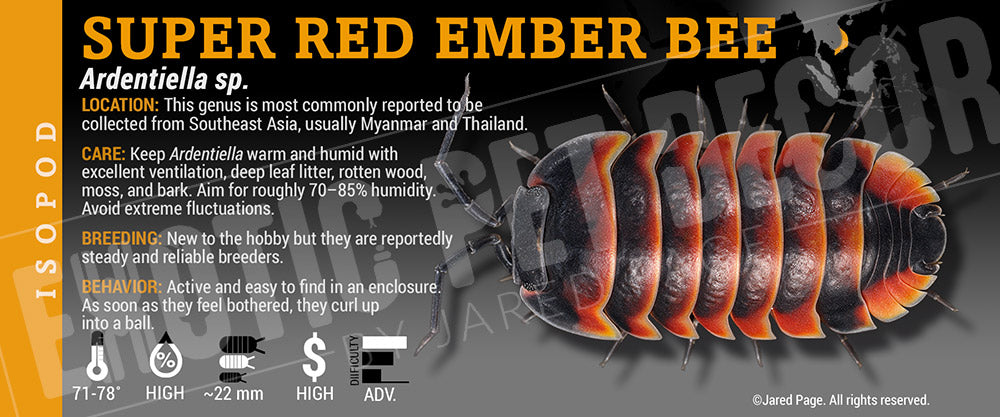 Ardentiella sp. 'Super Red Ember Bee' isopod label
