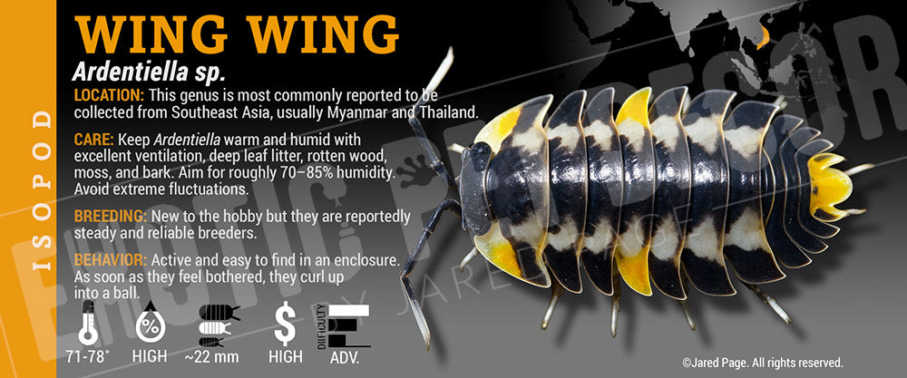 Ardentiella sp. 'Wing Wing' isopod label