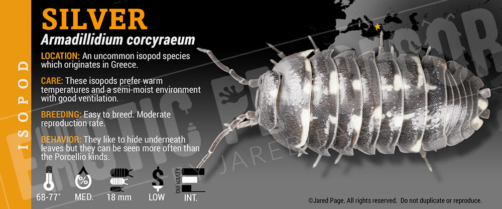 Armadillidium corcyraeum isopod label