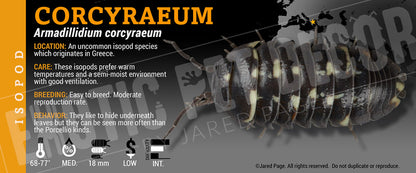 Armadillidium corcyraeum isopod label