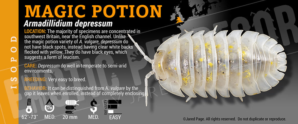 Armadillidium depressum 'Magic Potion' isopod label
