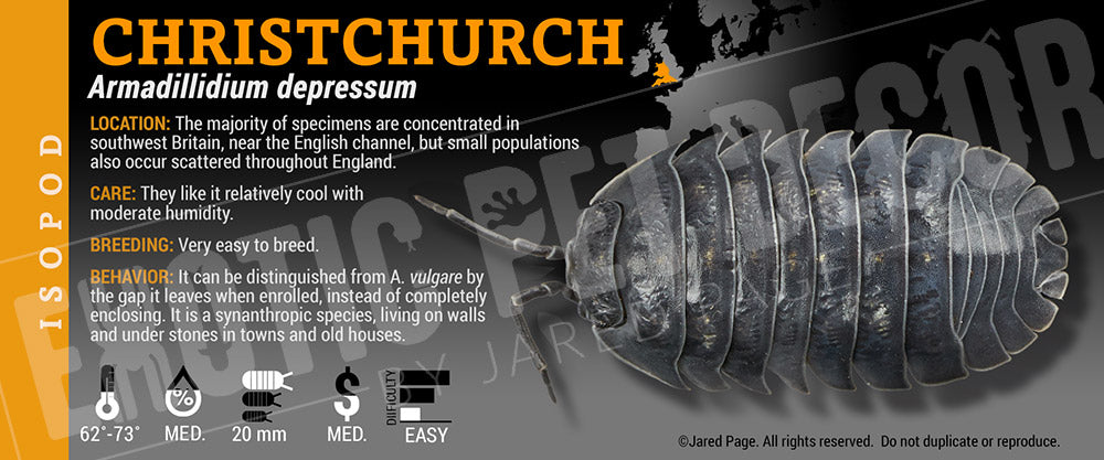 Armadillidium depressum 'Christchurch' isopod label