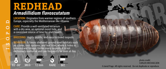 Armadillidium flavoscutatum 'Redhead' isopod label