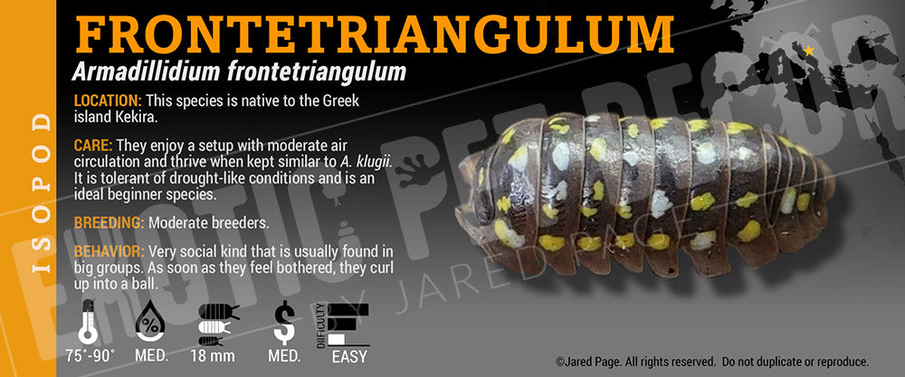 Armadillidium frontetriangulum isopod label