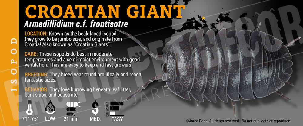 Armadillidium c.f. frontisotre 'Croatian Giant' isopod label