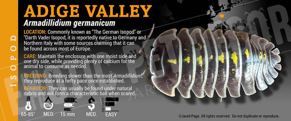 Armadillidium germanicum 'Adige Valley (Darth Vader)' isopod label