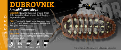 Armadillidium klugii 'Montenegro Clown' isopod label