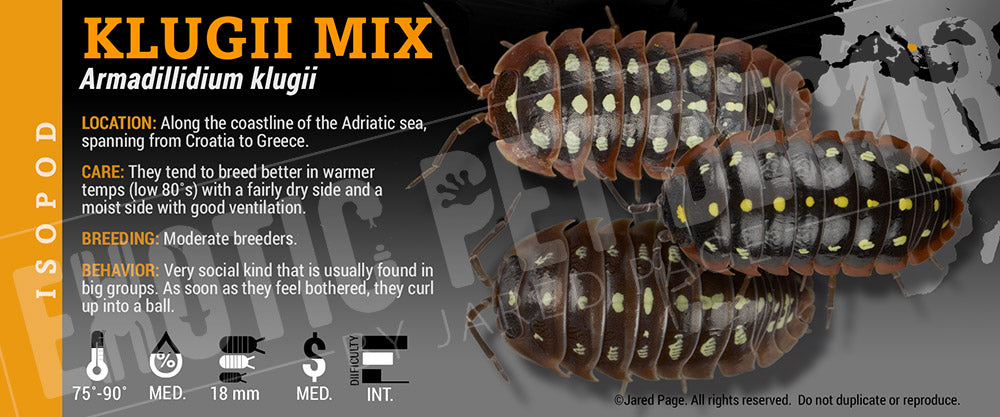 Armadillidium klugii 'Montenegro Clown' isopod label