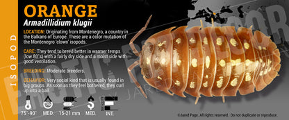 Armadillidium klugii 'Montenegro Clown' isopod label