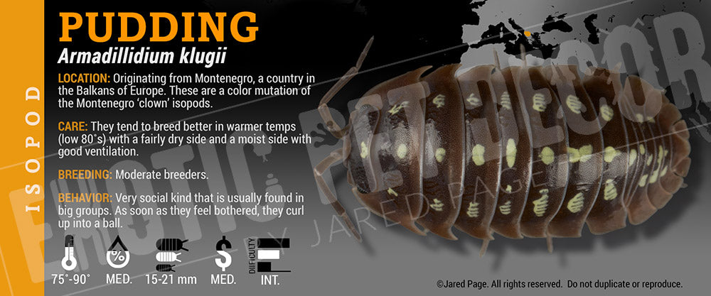 Armadillidium klugii 'Montenegro Clown' isopod label