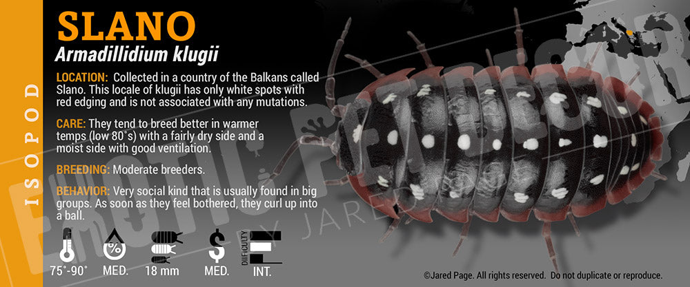 Armadillidium klugii 'Montenegro Clown' isopod label