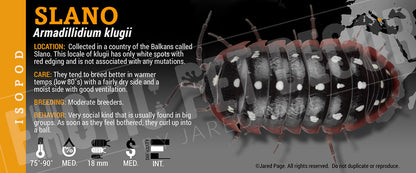 Armadillidium klugii 'Montenegro Clown' isopod label