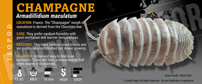 Armadillidium maculatum 'Zebra' isopod label