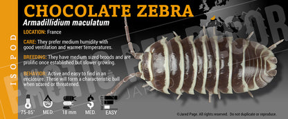 Armadillidium maculatum 'Zebra' isopod