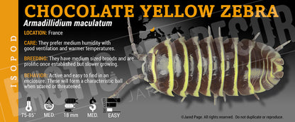 Armadillidium maculatum 'Zebra' isopod label