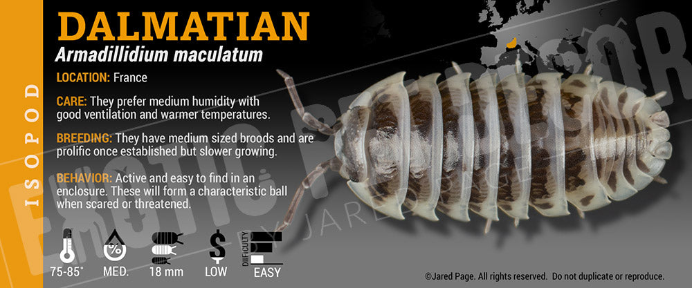 Armadillidium maculatum 'Zebra' isopod