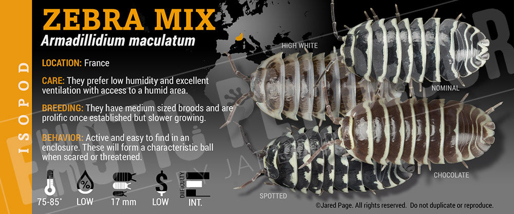 Armadillidium maculatum 'Zebra' isopod
