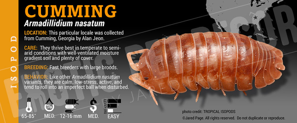 Armadillidium nasatum 'Cumming' isopod label