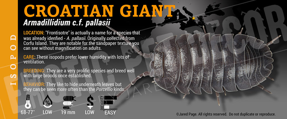 Armadillidium c.f. pallasii 'Croatian Giant' isopod label