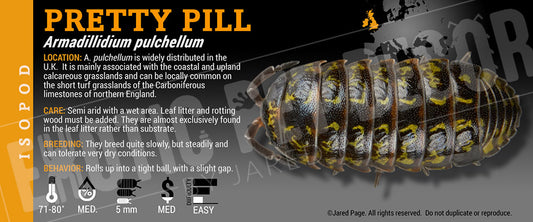 Armadillidium pulchellum 'Pretty Pill' isopod label